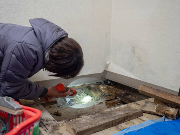 Best Basement Mold Removal  in Odon, IN