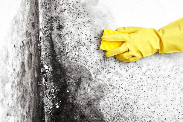 Best Asbestos and Lead Testing During Mold Inspection  in Odon, IN