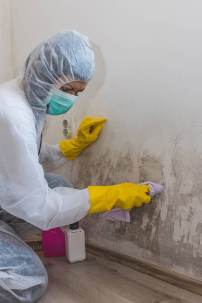 Best Industrial Mold Remediation  in Odon, IN
