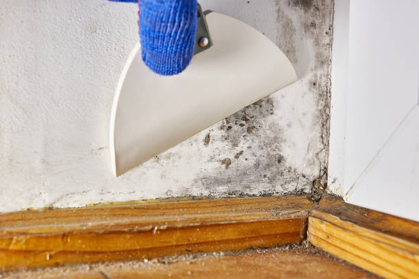 Best Mold-Related Health Consultation  in Odon, IN